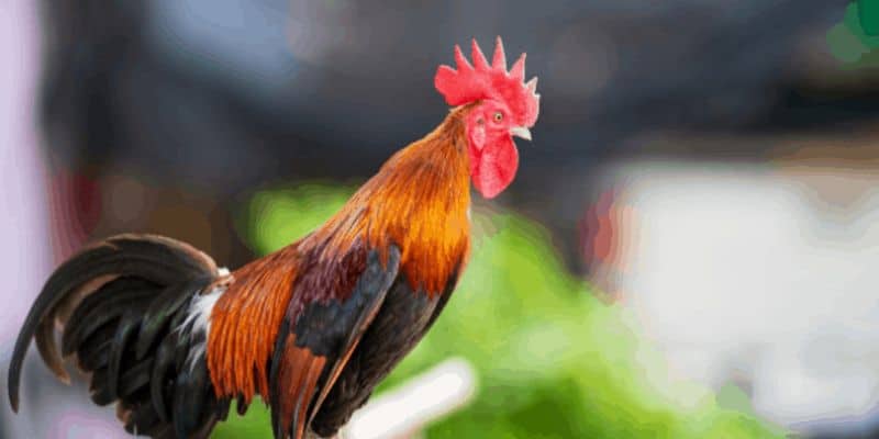 Đánh giá và phân tích về những trận đấu đá gà Thomo hôm nay