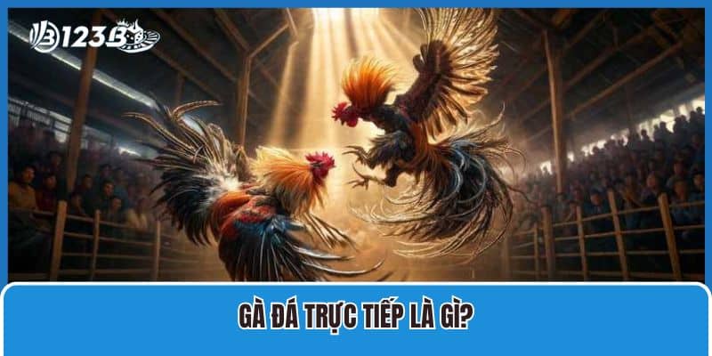 Gà đá trực tiếp là gì?